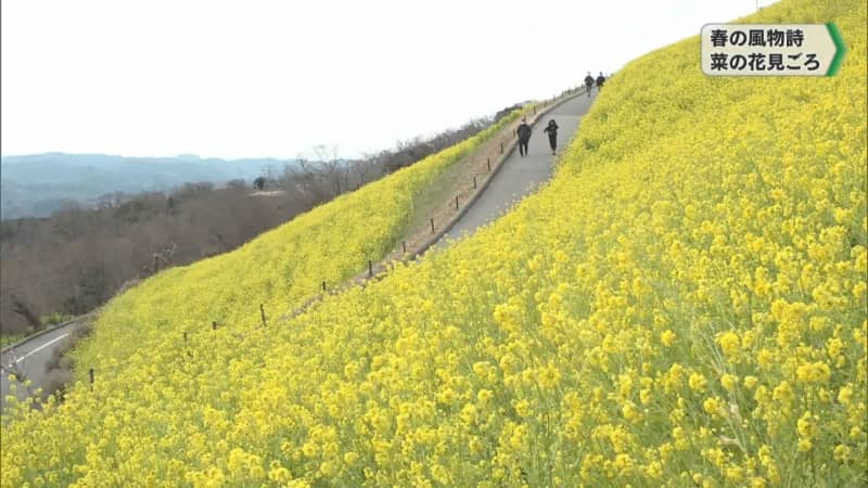春の訪れ告げる菜の花見ごろ マザー牧場・千葉県富津市　