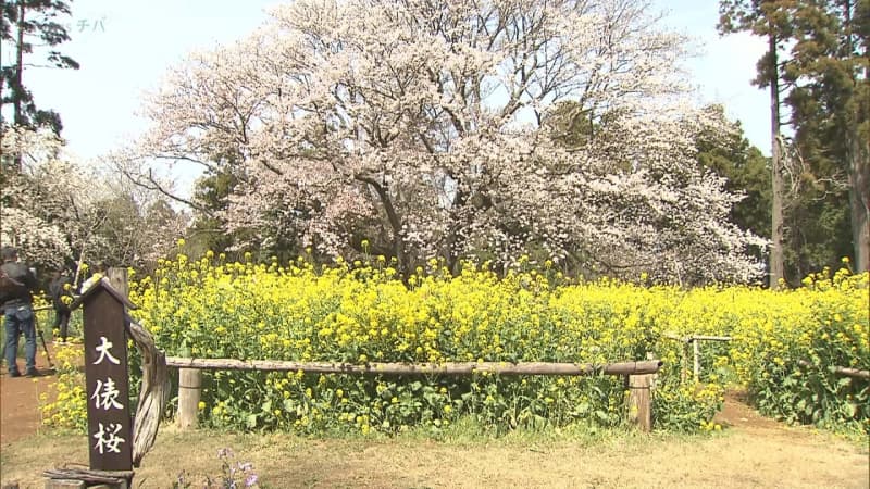 推定樹齢150年の山桜「大俵桜」見ごろ／千葉県市原市