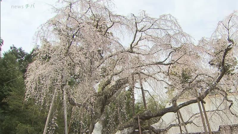 四街道市の福星寺　シダレザクラが見ごろ