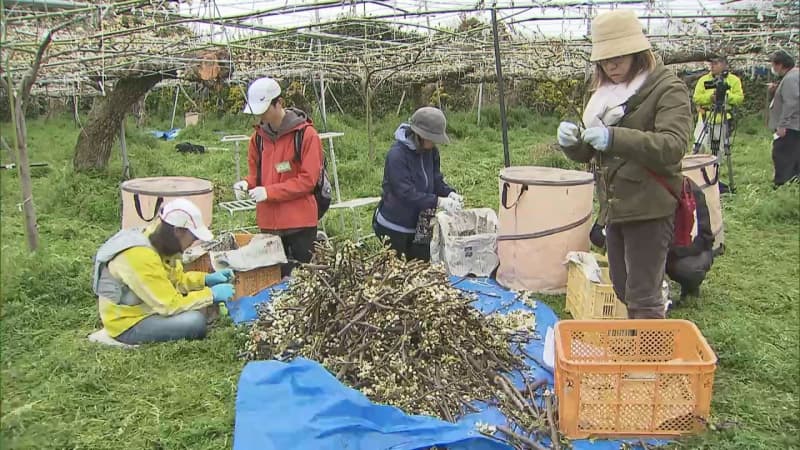 市川市　梨農家を救う“助っ人”登場