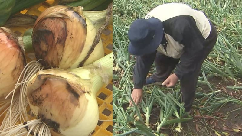 千葉県白子町で「たまねぎ狩り」始まる