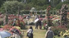 京成バラ園　色とりどりの春バラ見頃