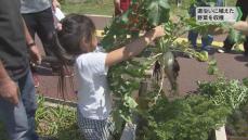 道路沿いに植えた野菜を収穫 西千葉アーバンファーミング　千葉県