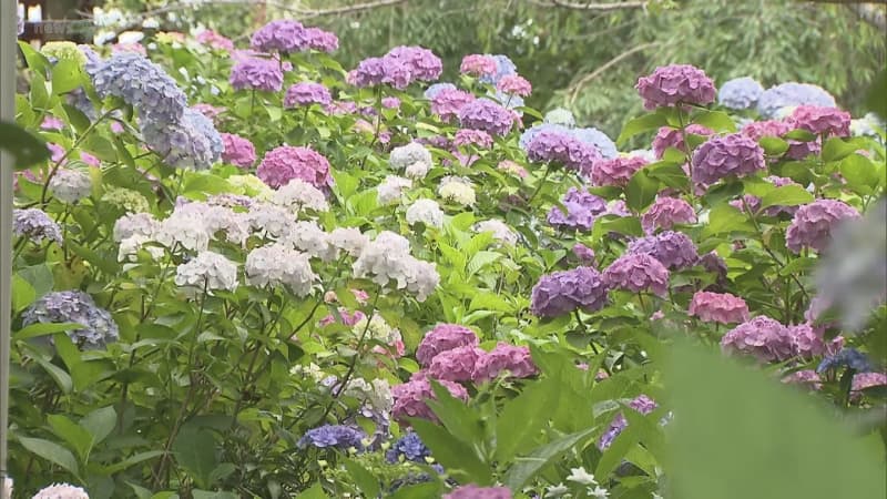 松戸市の本土寺　約３万株のアジサイが見ごろ　見ごろは６月２０日ごろまで