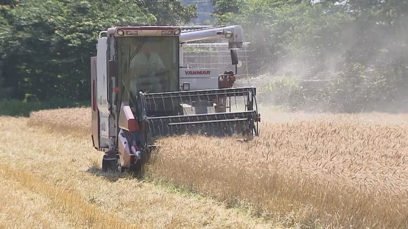 “麦秋の季節”に黄金色の麦の穂　刈り取りが最盛期　千葉県野田市