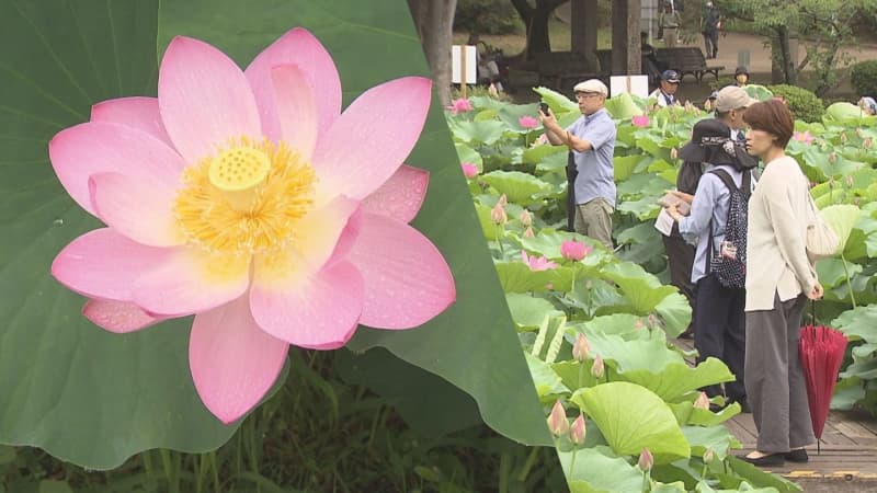“世界最古の花” オオガハス 千葉公園で見ごろ ７月中旬まで楽しめる