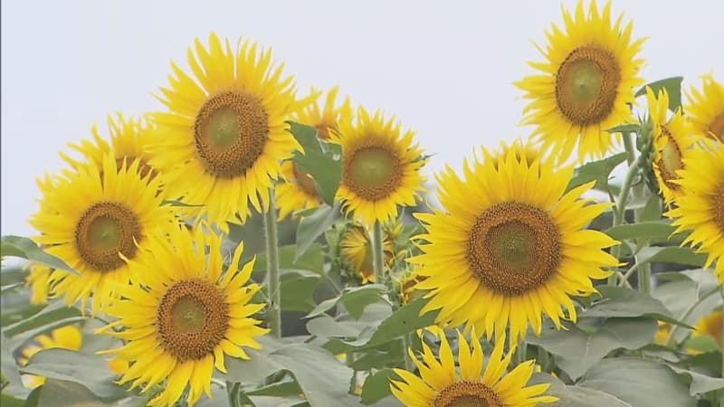 連日の猛暑でヒマワリが急速開花 早くも満開に　千葉県・成田ゆめ牧場