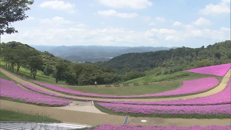 マザー牧場 一面に広がる”桃色吐息”が満開　千葉県富津市