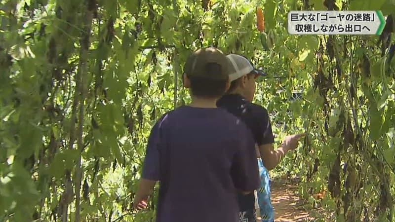 巨大な「ゴーヤの迷路」収穫しながら出口へ　THE FARM・千葉県香取市