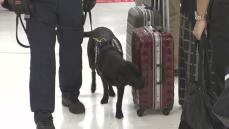 「新紙幣の匂いもお任せ」 紙幣探知犬が成田空港に全国初導入