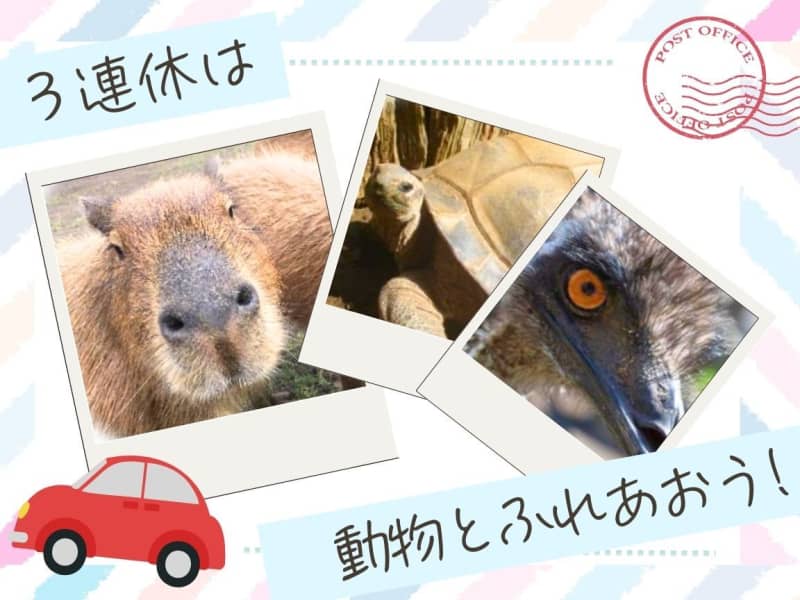 【3連休限定】カピバラ飼育体験も！？館山で動物たちとふれあおう♡