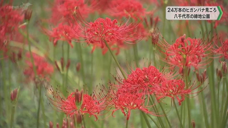 ２４万本のヒガンバナ見頃　赤や白に色づく　千葉県八千代市の村上緑地公園