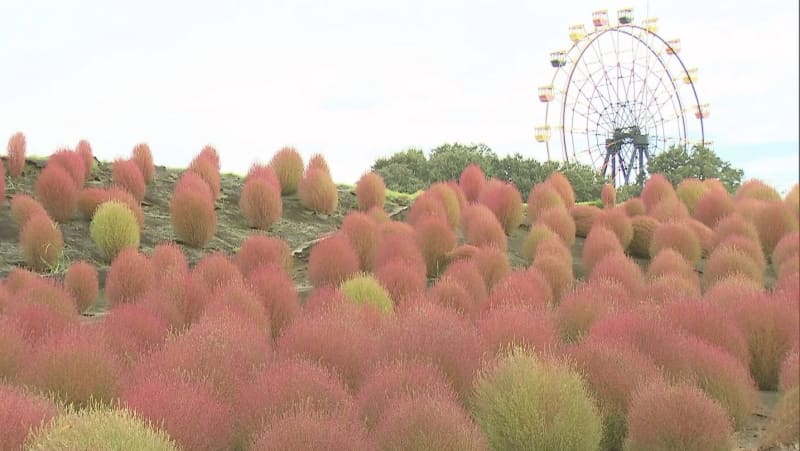 赤く色づいたコキア約１万５０００株　園内を“秋色”に染める