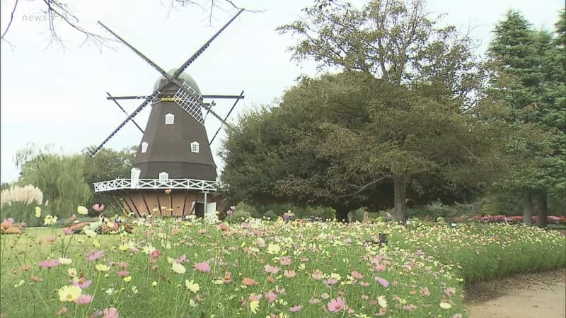 約１０万本のコスモス見頃　ふなばしアンデルセン公園