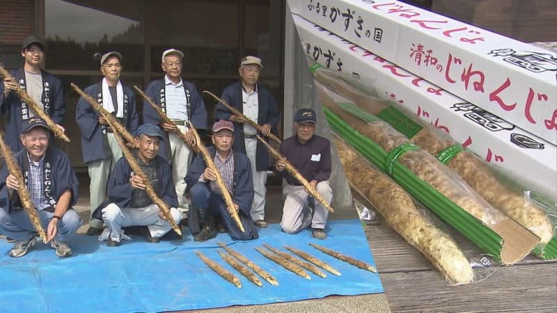 粘り気とコクのある風味が自慢！　自然薯の出荷シーズン前に試し掘り　君津市