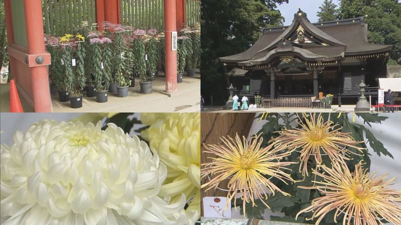 香取神宮　愛好家が育てた“キク”勢ぞろい 奉納菊花大会