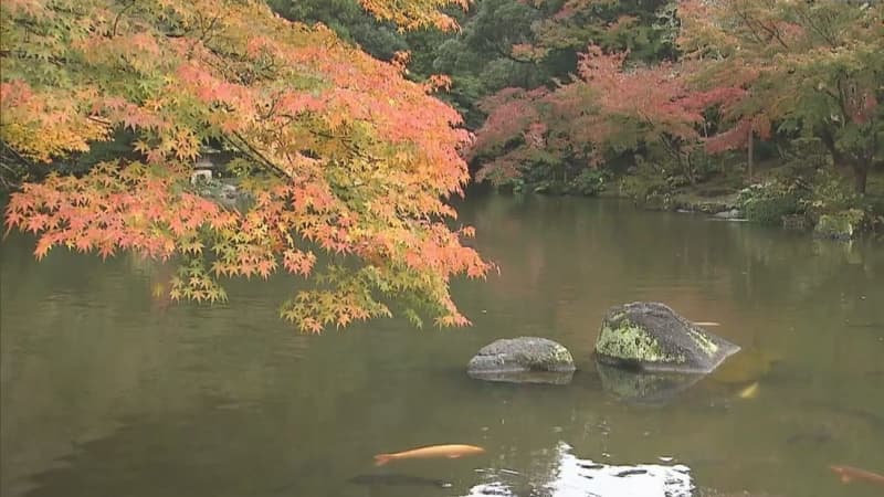 赤や黄色に色づく　成田山公園で紅葉見ごろ　１１月２４日まで「紅葉祭り」