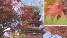 千葉県松戸市の本土寺の紅葉　間もなく見ごろ