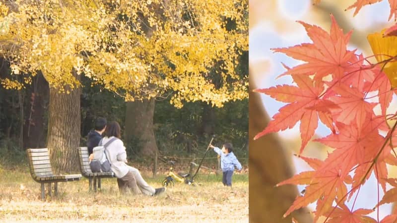 イチョウやモミジなど赤と黄の競演「青葉の森公園」紅葉が見ごろ