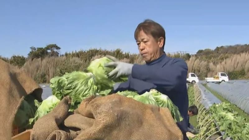 館山市のブランド野菜“かんべレタス”が出荷シーズン迎える