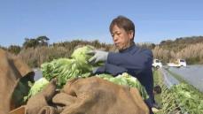 館山市のブランド野菜“かんべレタス”が出荷シーズン迎える