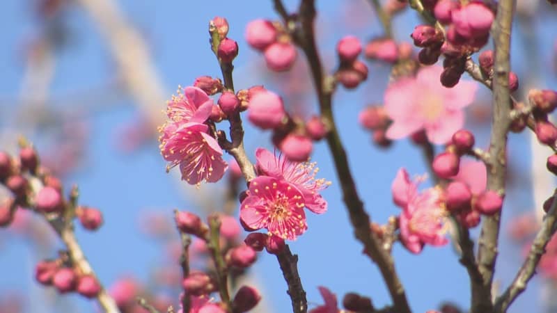 春の訪れ告げる早咲きの梅開花　千葉市・青葉の森公園の「梅園」