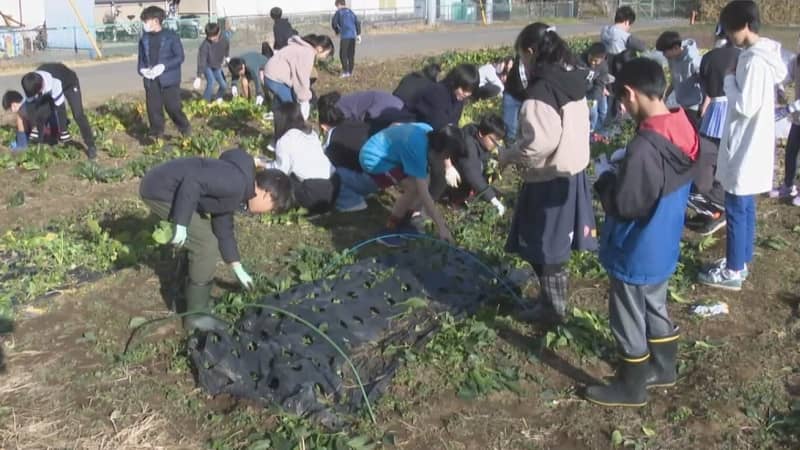 “地産地消”を推進　我孫子市の児童が育てた新鮮野菜を販売　