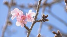 早咲きの桜が一足早い春の訪れを告げる　鋸南町の“頼朝桜”が開花