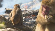 熱々の焼き芋を味わって 千葉市動物公園のサル山で焚火