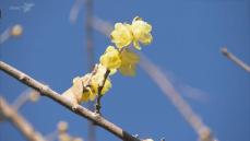 春を告げる　黄色い花　ソシンロウバイ  千葉市　泉自然公園