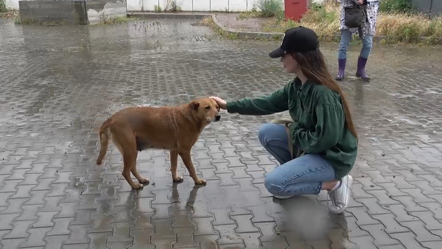 侵攻から3年…ドキュメンタリー『犬と戦争 ウクライナで私が見たこと』公開　