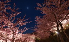 明日は「月食花見」！妖艶な月と夜桜に酔う特別な一夜を♪【恋占ニュース】
