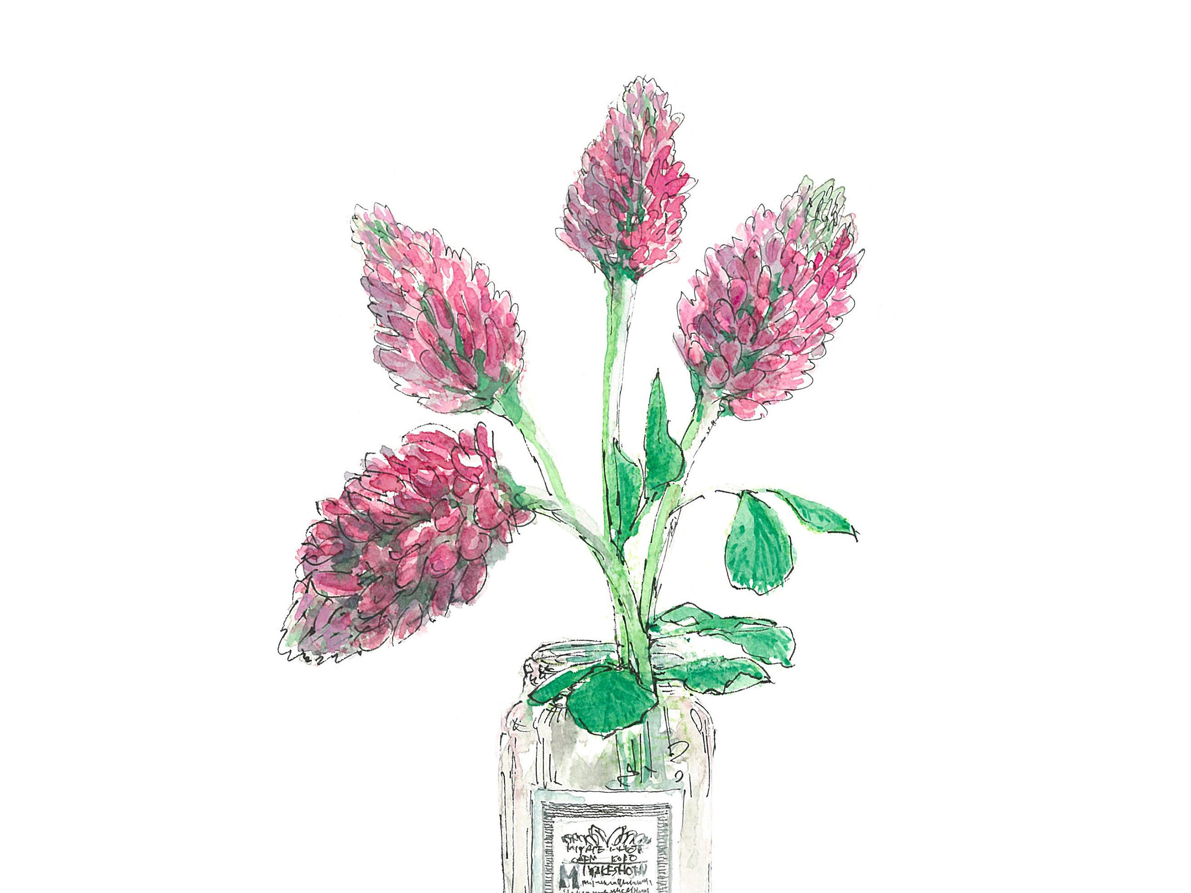 【5月10日の花】ベニバナツメクサ イチゴに似た花をジャムの空き瓶に