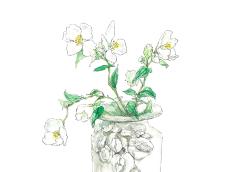 【5月21日の花】バイカウツギ 梅に似た姿の爽やかな初夏の花