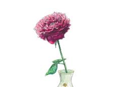 【5月28日の花】バラ「HANABI」 今日は花火の日。同名の品種のバラを