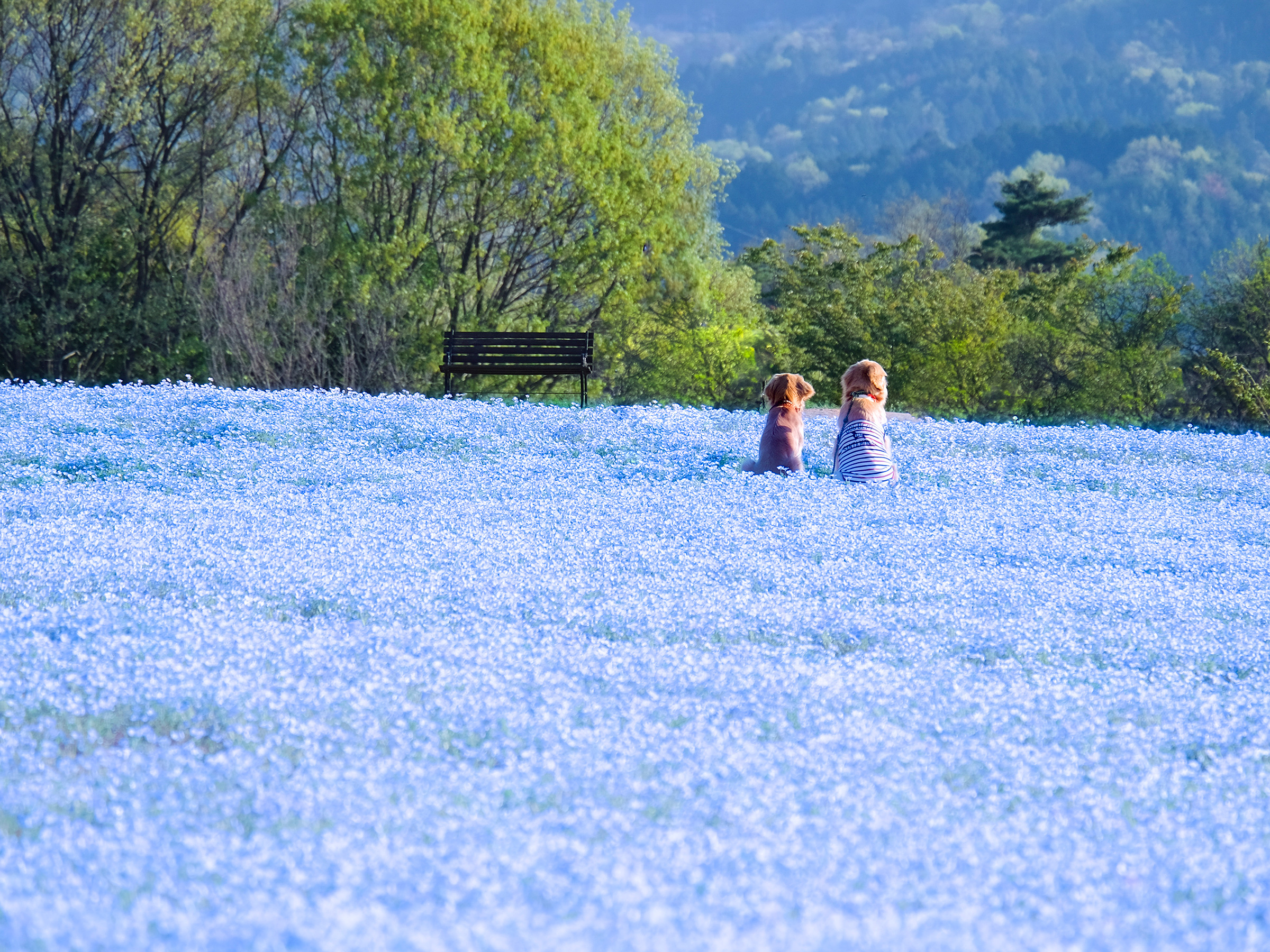 【広島県 2024年版】 春の絶景10選高原が100万本のネモフィラに染まるーー2024年前半BEST7