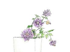 【6月14日の花】紫色のクレマチス 雅な“つる植物の女王”を白い器に