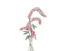 【6月15日の花】ベロペロネ エビのような愛嬌ある姿が可愛い