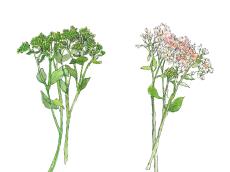【6月16日の花】セダム ブロッコリーに似た姿のお洒落な葉物
