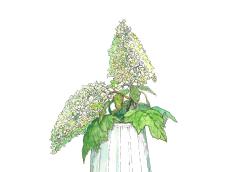 【6月25日の花】スノーフレーク 円錐形の人気アジサイ。花言葉「清純」