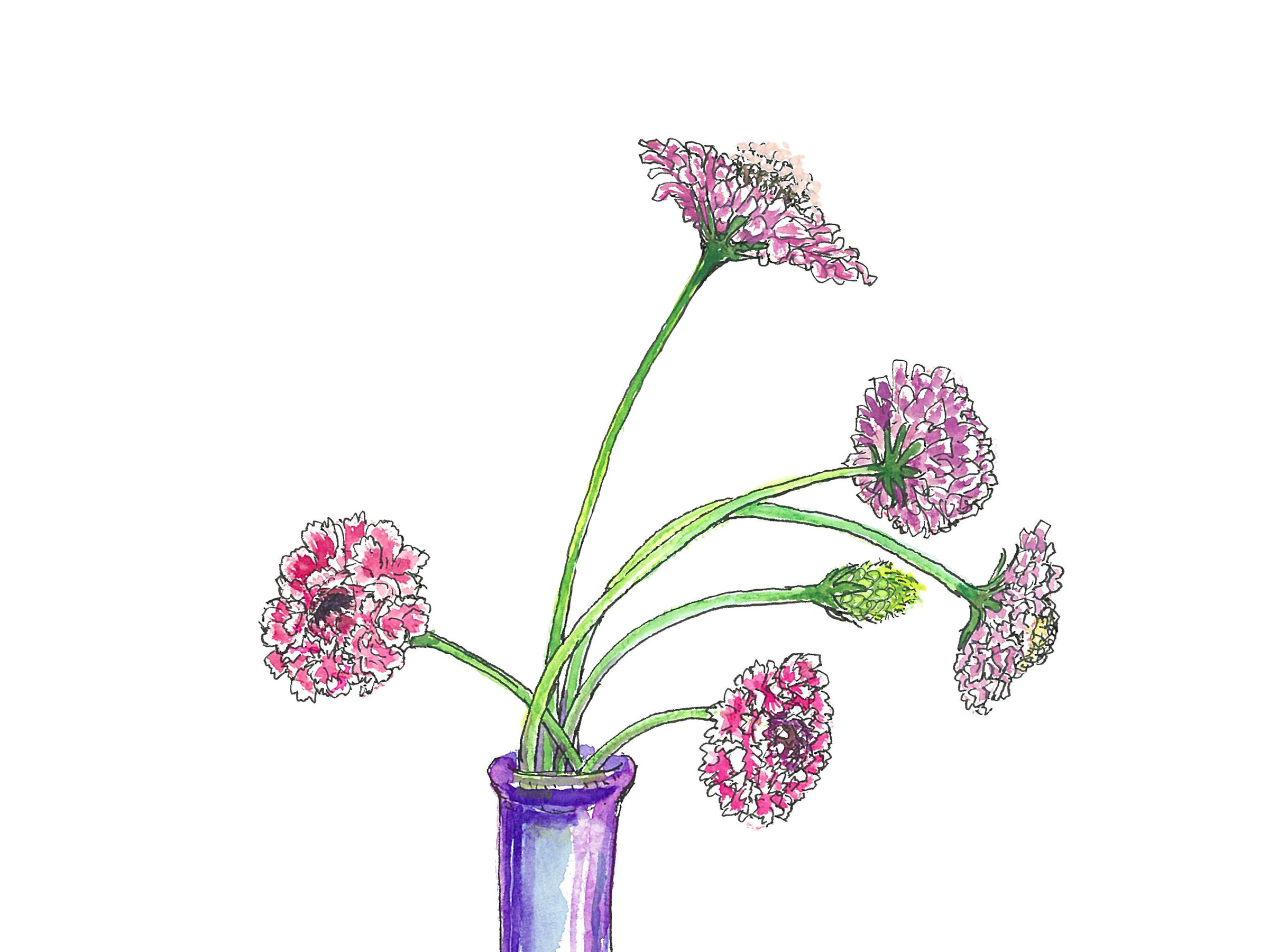 【6月26日の花】丸っこいスカビオサ 色が豊富＆ふわふわの花びらが可愛い