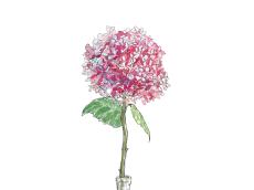 【6月30日の花】アジサイ アナベル 人気品種。7月1日生まれの人の誕生花