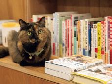 【写真多数】看板猫に会いに行こう！猫専門の書店、“番頭猫”の待つ銭湯…〈接客上手な保護猫たちを直撃！〉