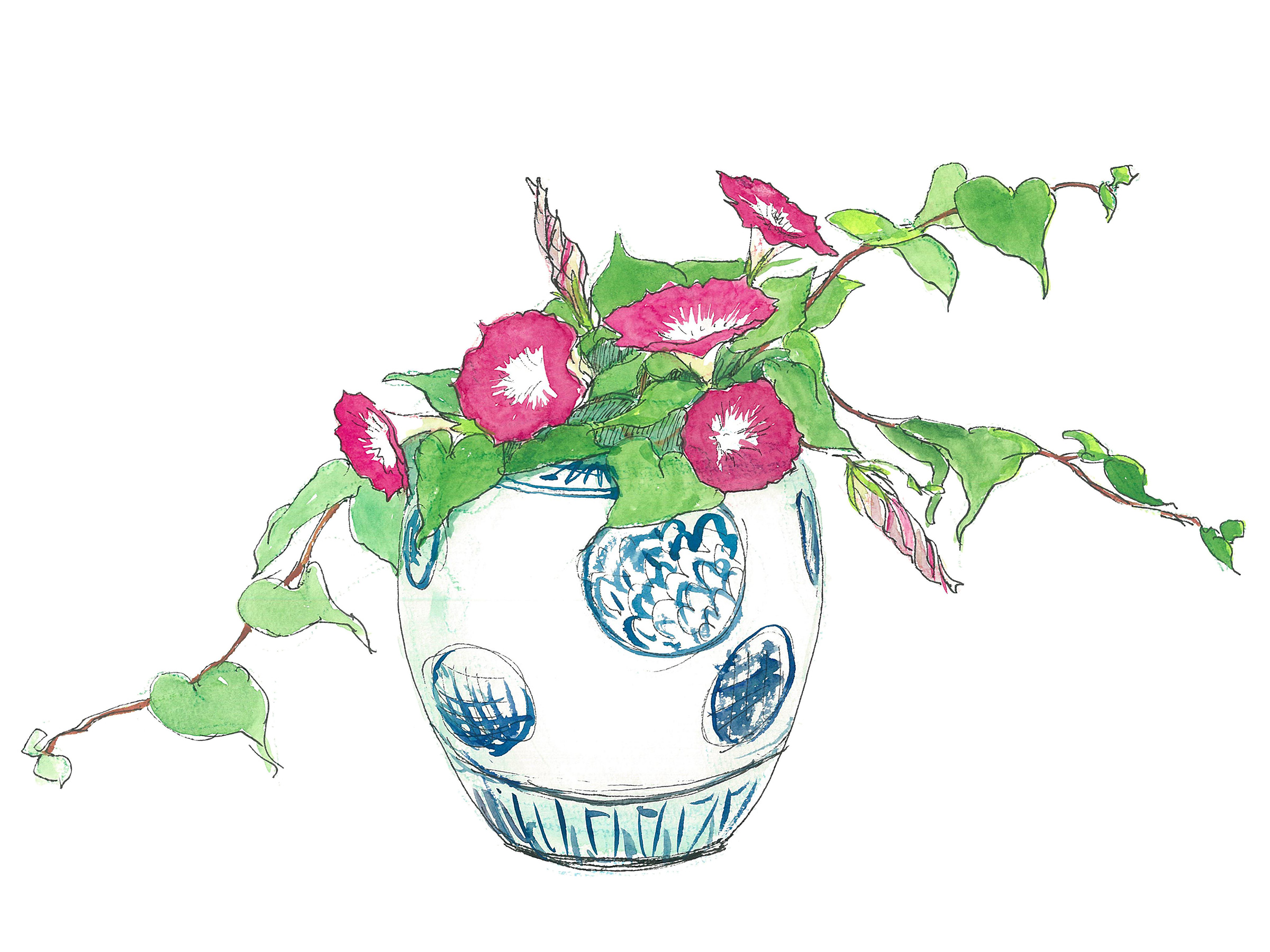 【7月4日の花】アサガオ 陶器の鉢に入れて日本の夏を満喫