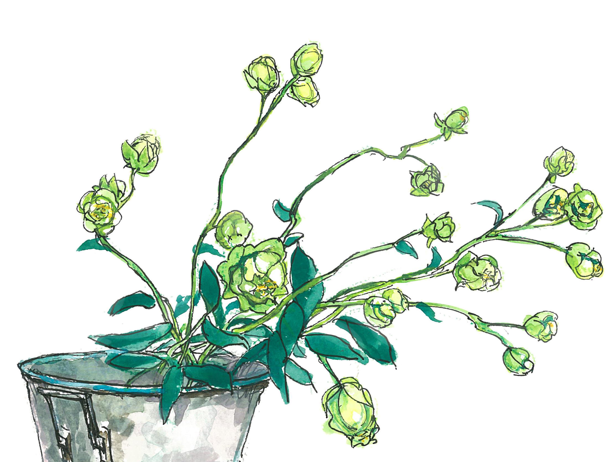 【7月15日の花】バラ「エクレール」 小さくて可愛い緑色のスプレーバラ
