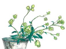 【7月15日の花】バラ「エクレール」 小さくて可愛い緑色のスプレーバラ