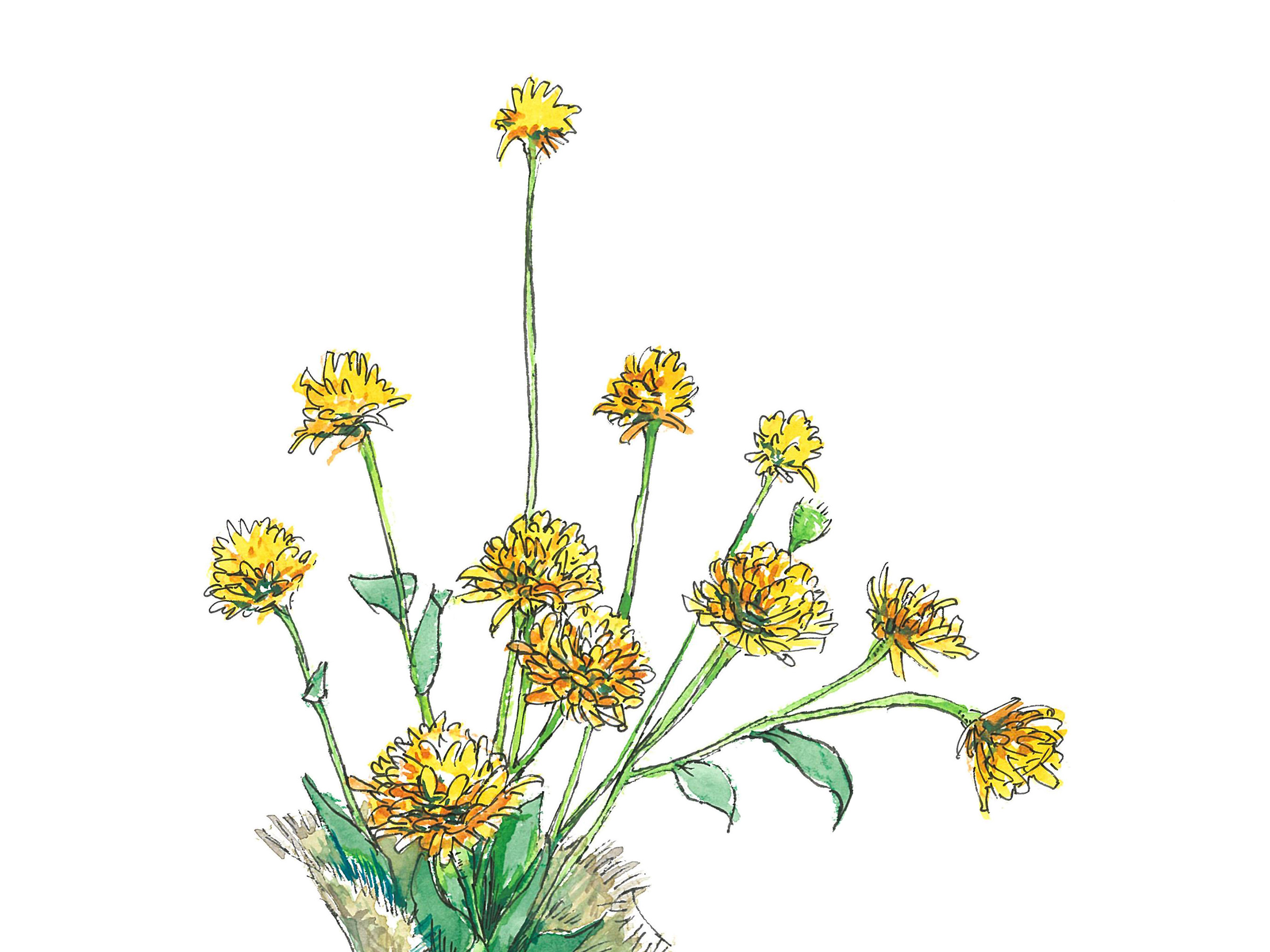 【7月24日の花】ヒメヒマワリ 夏気分が盛り上がる鮮やかな黄色の花