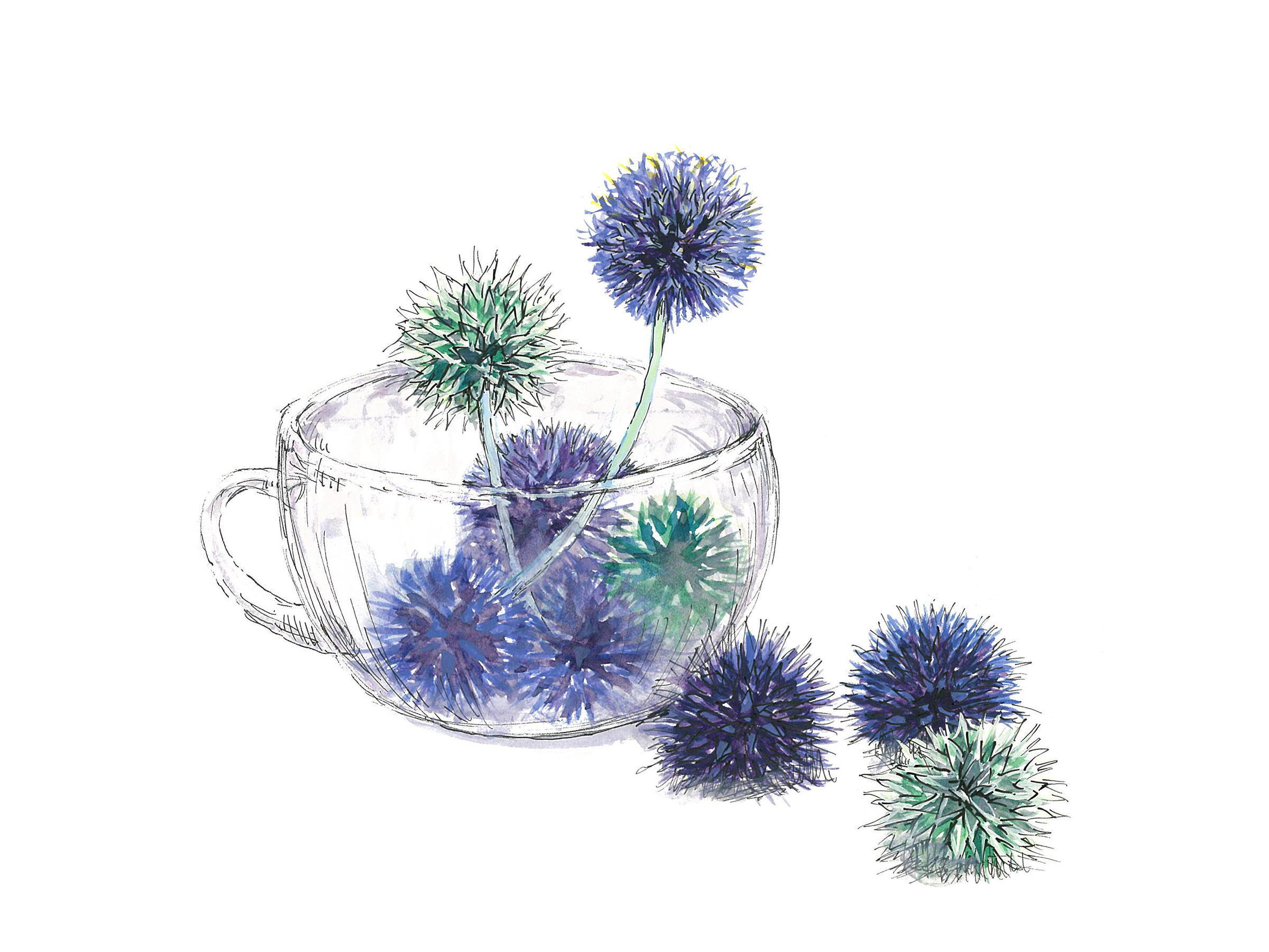 【7月28日の花】ルリタマアザミ 透明カップに飾って深い青色を楽しんで