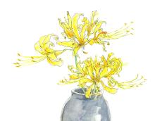 【7月30日の花】リコリス 飴細工のような黄色の花びらが美しい