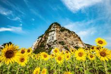 【和歌山県 2024年版】 夏の絶景・風物詩10選 白崎海岸 真白な岬と大輪のヒマワリ、群青の海